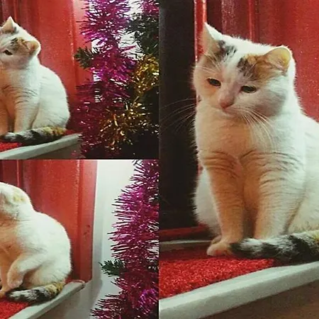 Szálloda Ortakoy Aysem Sultan