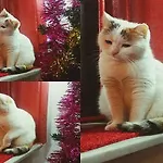 Hotel Ortakoy Aysem Sultan